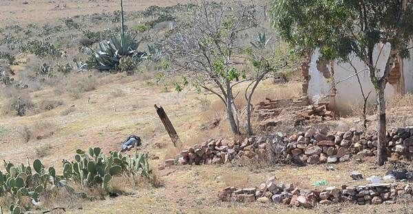 indingente-muerto-3