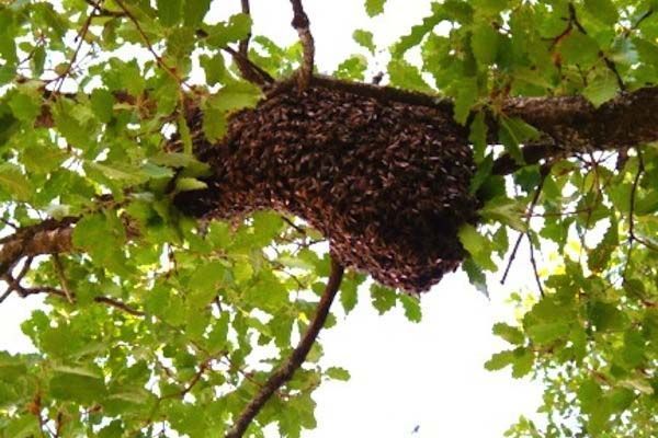 abejas-zacatecas-1