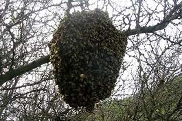 abejas-zacatecas