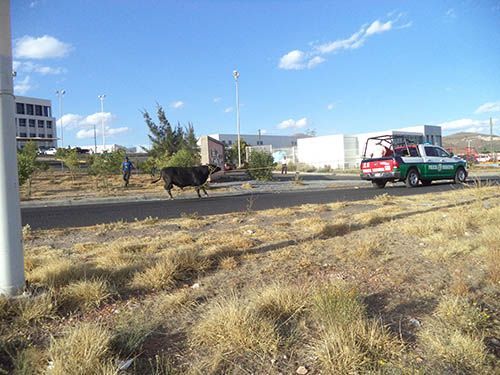 vaquilla-finanzas-zacatecas-3
