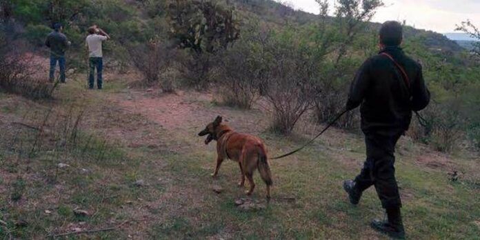 Perros entrenados ayudaron en la búsqueda Perros entrenados ayudaron en la búsqueda