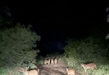 ¿Manada de pumas o imagen manipulada? Fotografía viral genera debate
