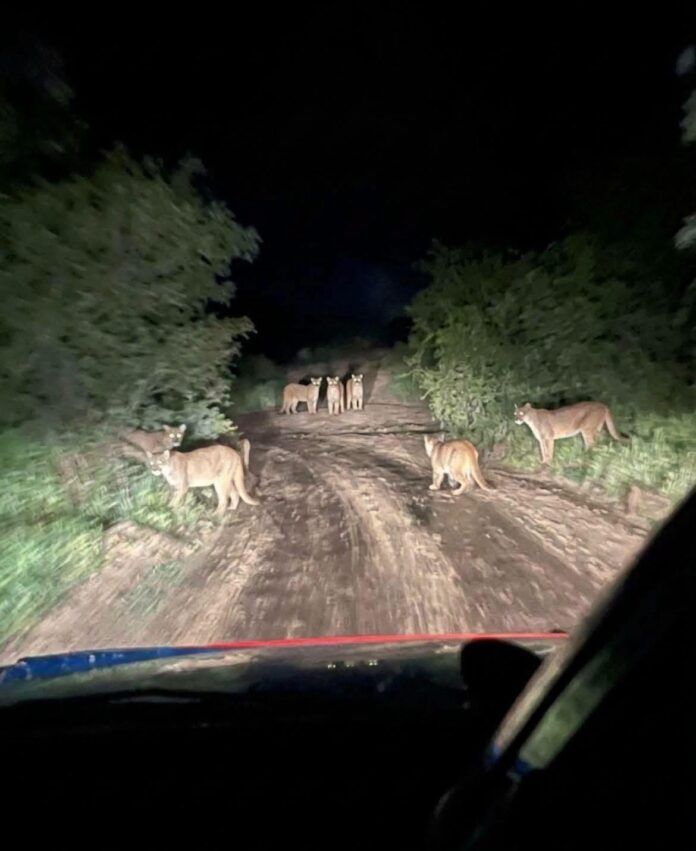 pumas-1