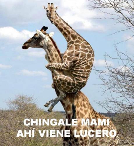 lucerito13