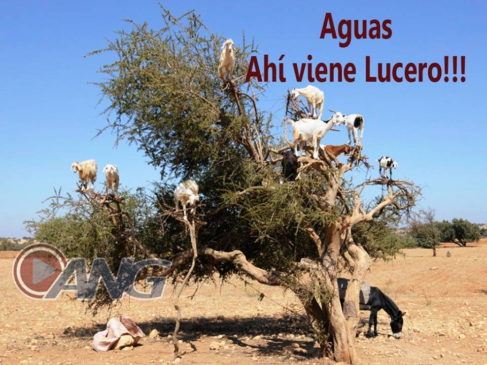 lucerito8