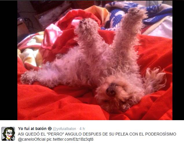 perro-angulo-1