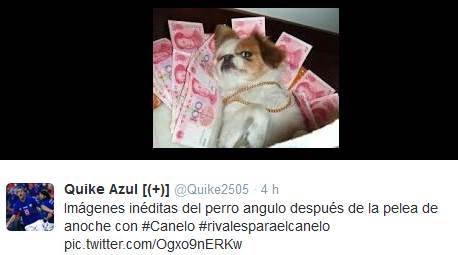 perro-angulo-3