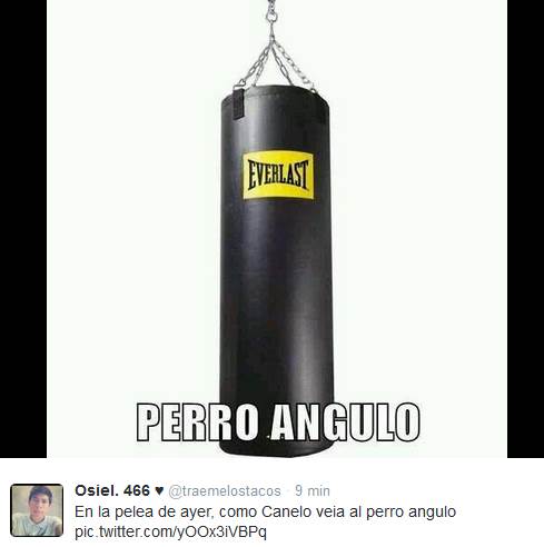 perro-angulo-4