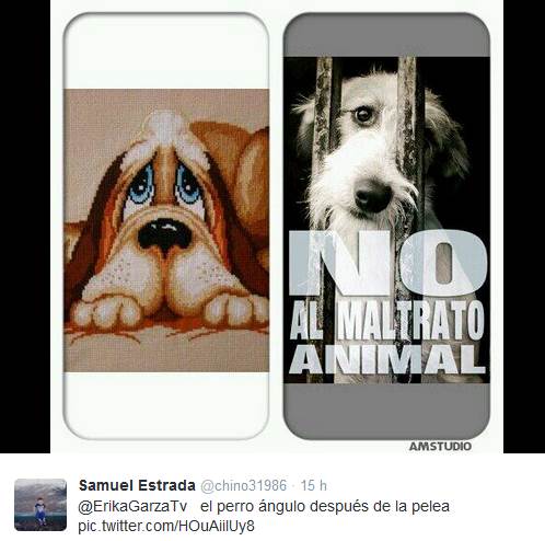 perro-angulo-5