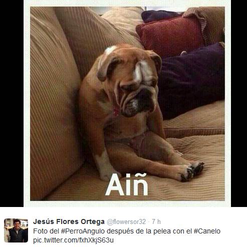 perro-angulo-6