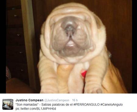 perro-angulo-8
