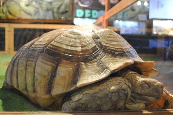 reptiles1