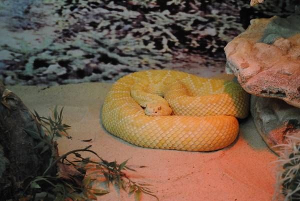 reptiles4