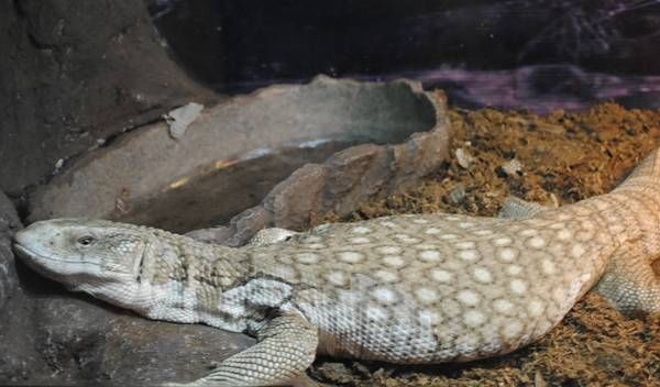 reptiles5