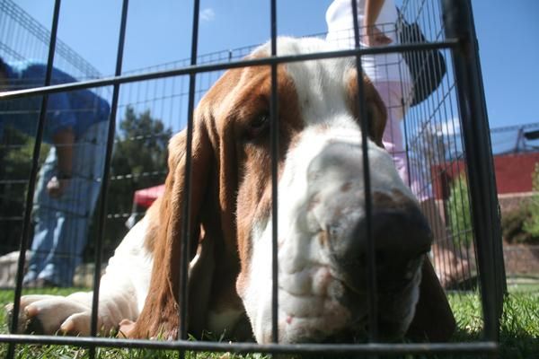 exposicion-canina1