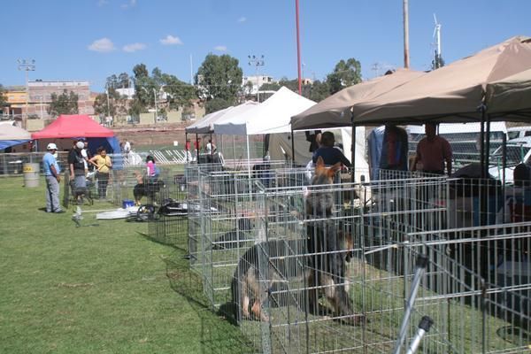 exposicion-canina2