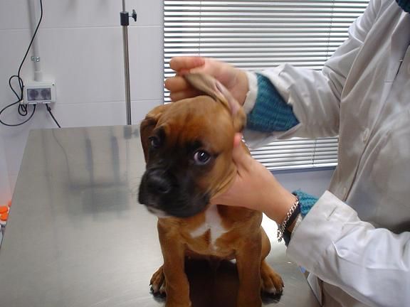 veterinaria-79c