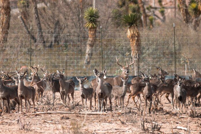 venado-penasquito-6