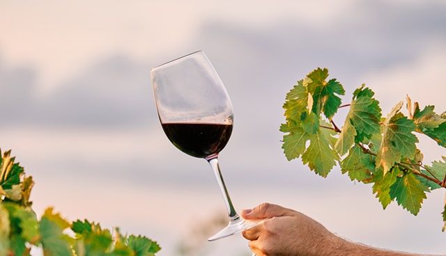 Vertical shot of a person holding a glass of wine in the vineyard under the sunlight